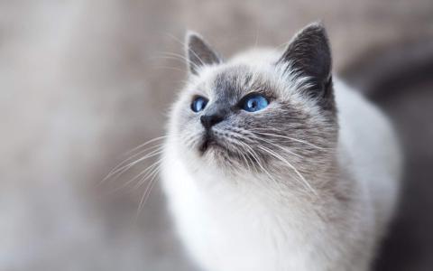 超可爱小猫图片高清手机壁纸第1张