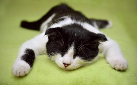 超可爱小猫图片高清手机壁纸第2张