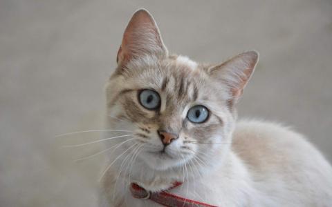 超可爱小猫图片高清手机壁纸第3张