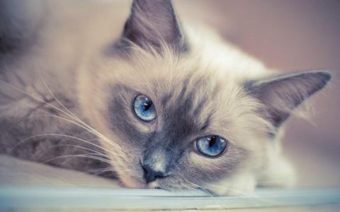 超可爱小猫图片高清手机壁纸第4张