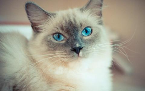 超可爱小猫图片高清手机壁纸第6张