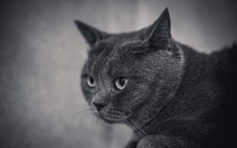 小猫图片 _ 第(8)张