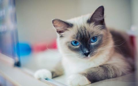 小猫图片 _ 第(9)张