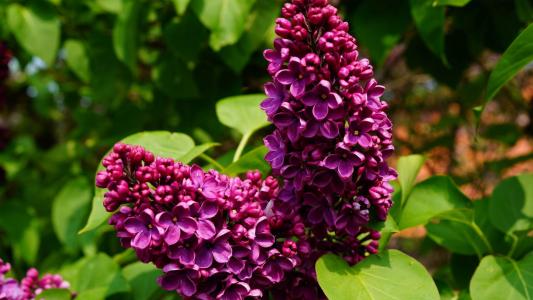 丁香花图片 _ 第(10)张