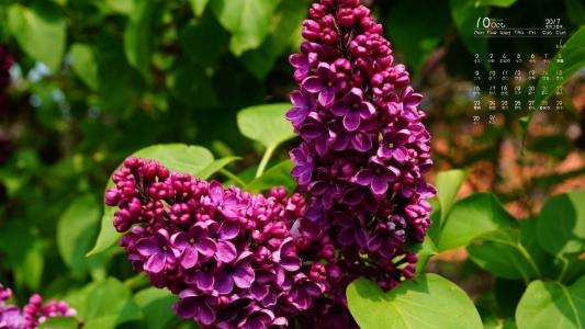 丁香花图片 _ 第(10)张