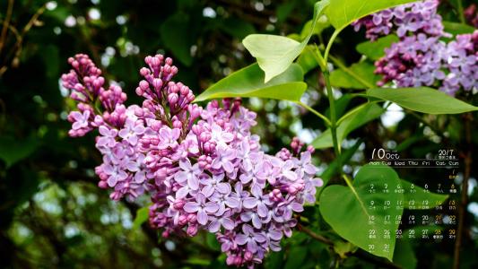丁香花图片 _ 第(11)张