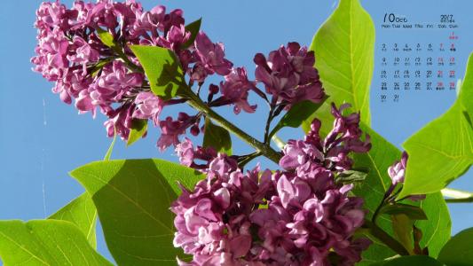 丁香花图片 _ 第(13)张