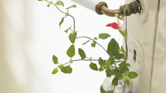 小清新植物盆栽图片高清宽屏壁纸第4张