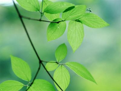 小清新绿色树叶唯美高清桌面壁纸第4张