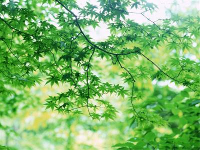 树叶图片 _ 第(8)张