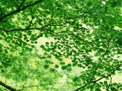 树叶图片 _ 第(10)张