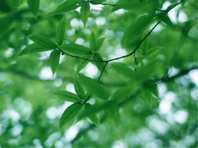 树叶图片 _ 第(12)张