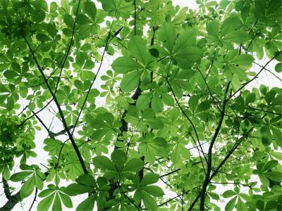 树叶图片 _ 第(13)张