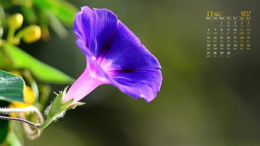 牵牛花第0张