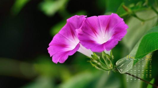 牵牛花第4张