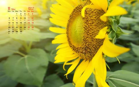 向日葵花朵高清桌面电脑壁纸第6张