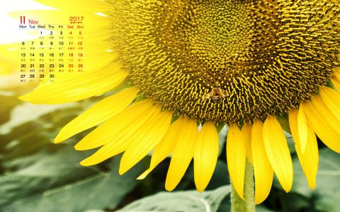 向日葵图片 _ 第(8)张