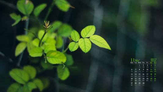 嫩芽图片 _ 第(5)张