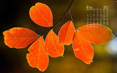 2017年11月秋天树叶唯美风景日历图片壁纸第0张