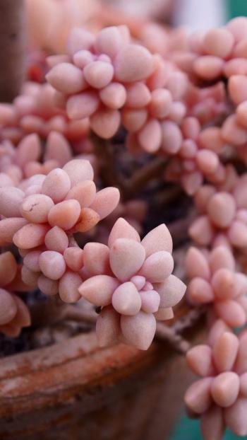 粉嫩漂亮的多肉植物唯美高清手机壁纸第6张