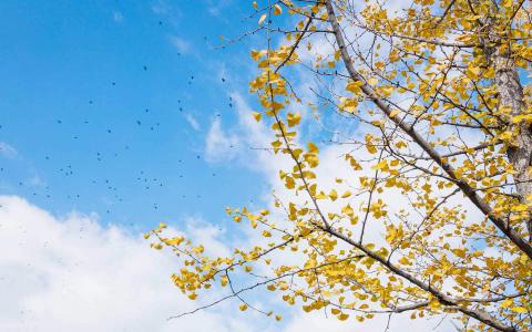 秋天唯美树叶自然风光高清图片桌面壁纸第5张