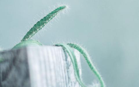 小清新居家植物盆栽唯美高清壁纸第3张