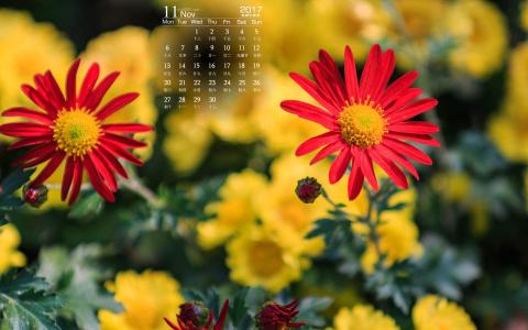 2020年5月小雏菊花卉图片日历壁纸第4张
