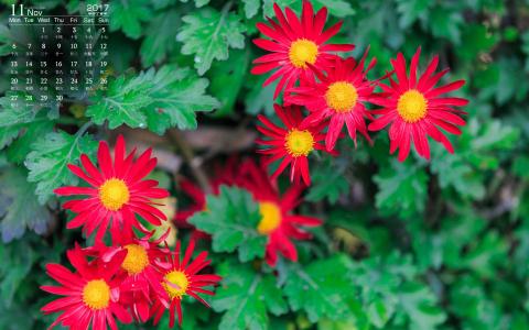2020年5月小雏菊花卉图片日历壁纸第6张
