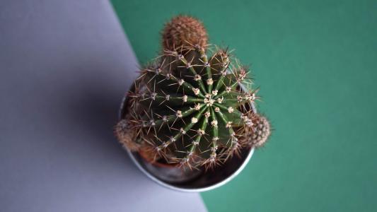 小清新植物盆栽图片高清宽屏壁纸第2张
