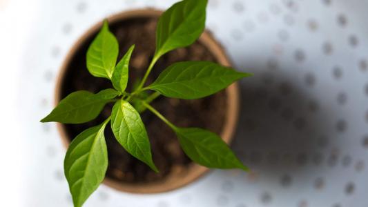 小清新植物盆栽图片高清宽屏壁纸第5张