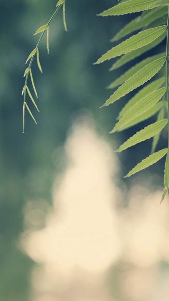 枫叶清新意境风景图片手机壁纸第2张