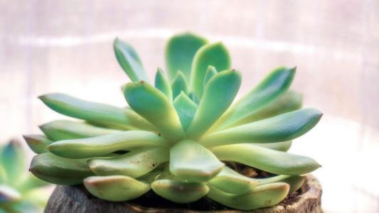 唯美多肉盆栽植物高清桌面壁纸第4张