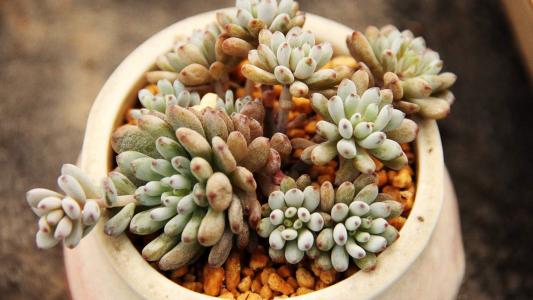唯美多肉盆栽植物高清桌面壁纸第5张