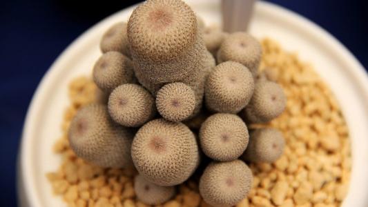 唯美多肉盆栽植物高清桌面壁纸第6张