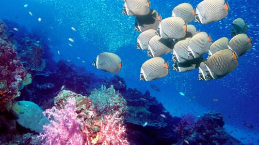 海洋生物可爱的海豚桌面壁纸第3张