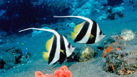 海洋生物可爱的海豚桌面壁纸第4张