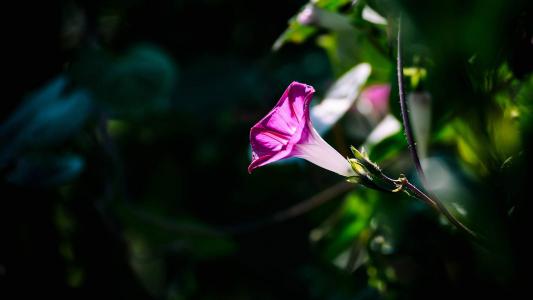 唯美牵牛花微距摄影高清宽屏桌面壁纸第0张