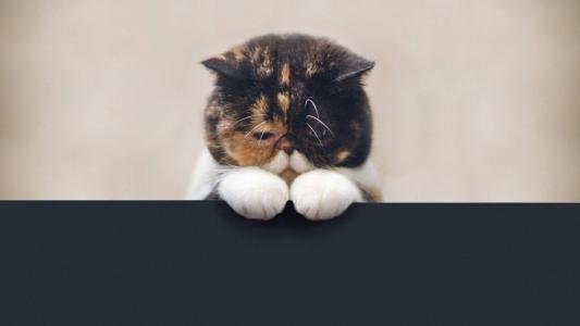 超可爱小猫图片高清手机壁纸第0张