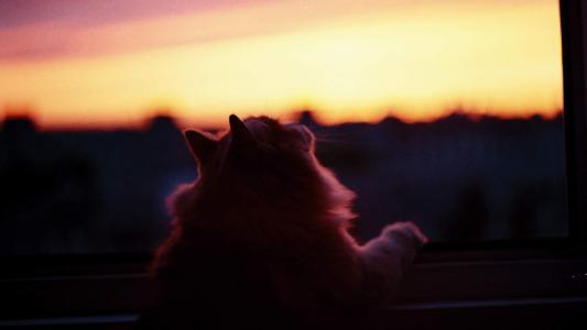 超可爱小猫图片高清手机壁纸第2张