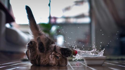 超可爱小猫图片高清手机壁纸第4张