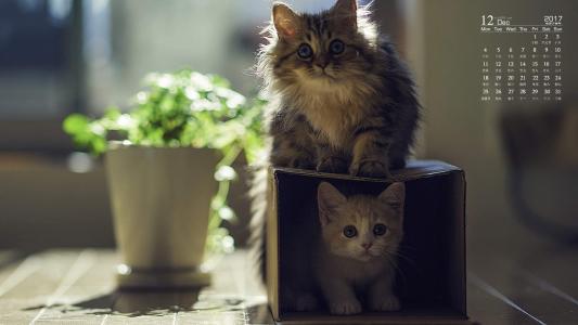 90后性感小猫咪写真第1张