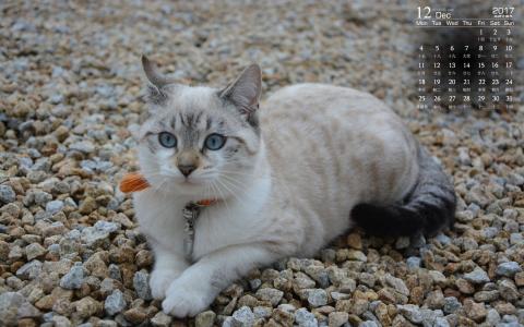 小猫图片 _ 第(1)张