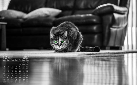 小猫图片 _ 第(3)张