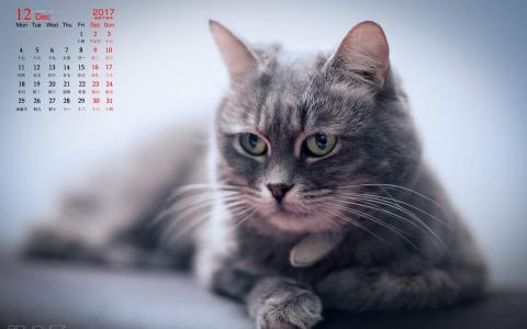 小猫图片 _ 第(5)张