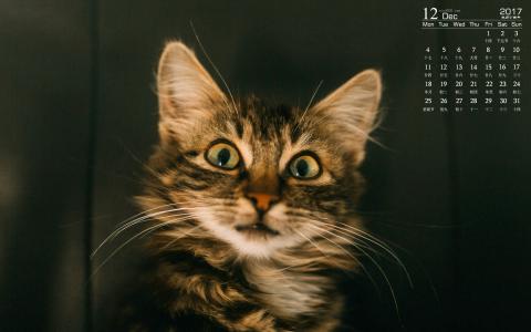 小猫图片 _ 第(6)张