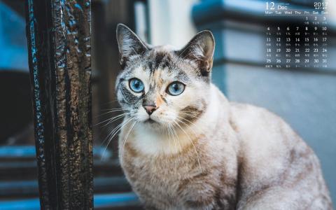 小猫图片 _ 第(8)张