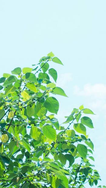 绿色小清新护眼高清手机壁纸图片第4张