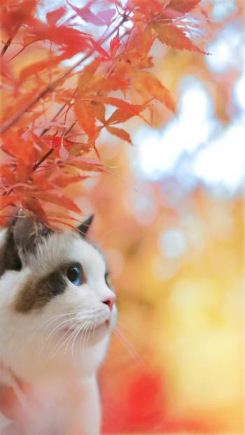 可爱猫咪图片高清手机壁纸第0张