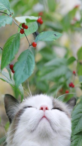 可爱猫咪图片高清手机壁纸第1张