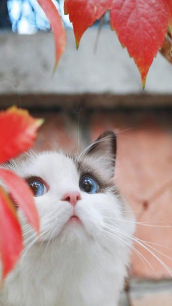 可爱猫咪图片高清手机壁纸第2张